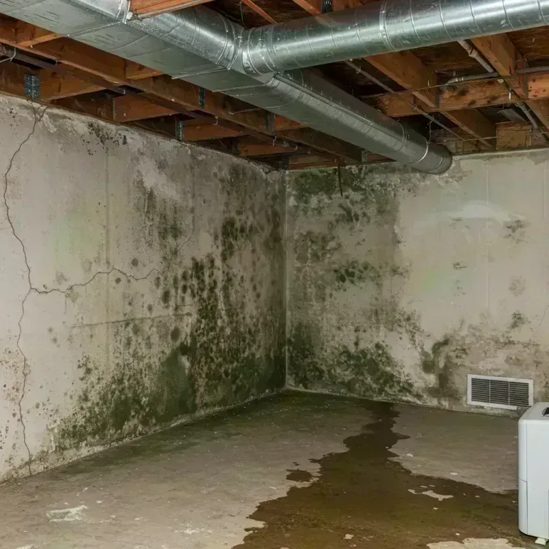 Professional Mold Removal in Brodheadsville, PA